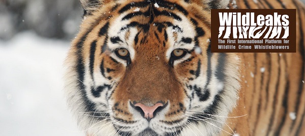 Wildleaks, le nouveau WikiLeaks du braconnage Tigre protégé