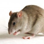 RAT