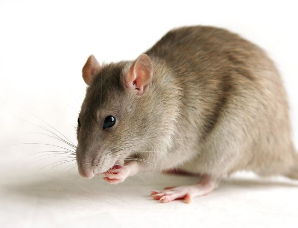 Quand les rats privent le Cameroun d’Internet et déclenchent la crise entre Camtel et Orange Quand les rats privent le Cameroun d’Internet et déclenchent la crise entre Camtel et Orange