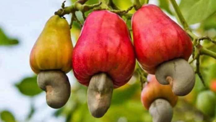 Bénin : les producteurs de noix de cajou bénéficieront des solutions d’IA de TechnoServe et Alteia