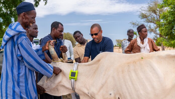 Sénégal : La FAO teste le « berger numérique » pour lutter contre le vol de bétail Sénégal : La FAO teste le « berger numérique » pour lutter contre le vol de bétail